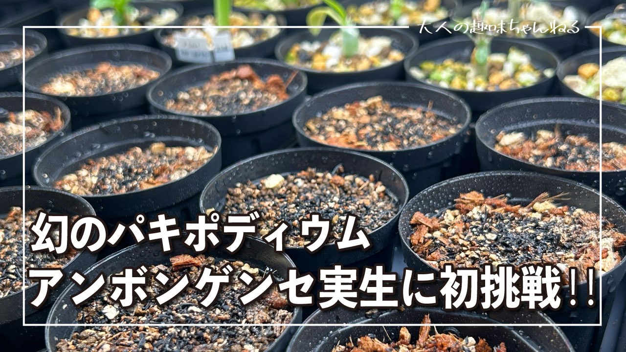 【塊根植物】幻のパキポディウム、アンボンゲンセ実生に初挑戦！