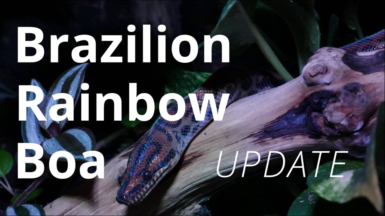 Brazilian Rainbow Boa Bioactive Vivarium Update