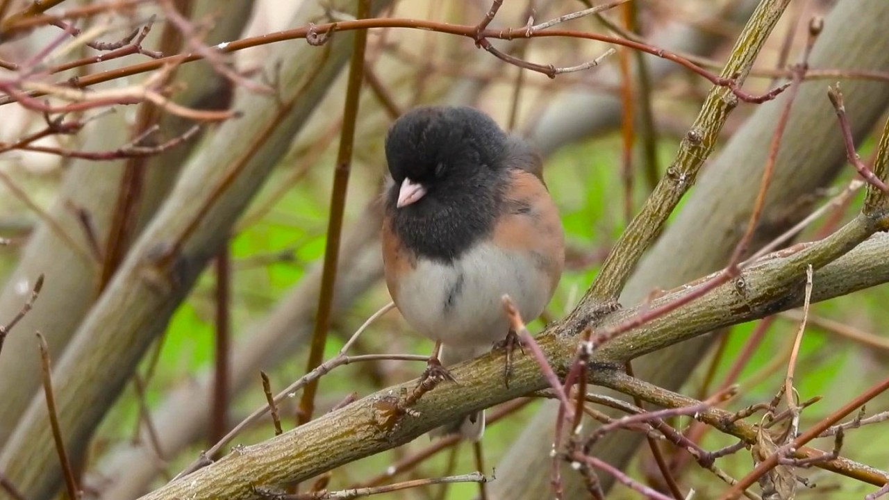 Cute Dark eyed Junco trying to rest on a windy day.
