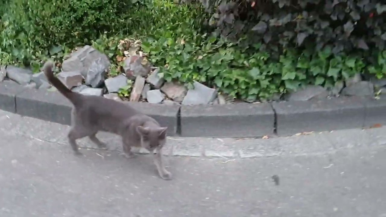 Karth&auml;user Katze geht mit mir spazieren