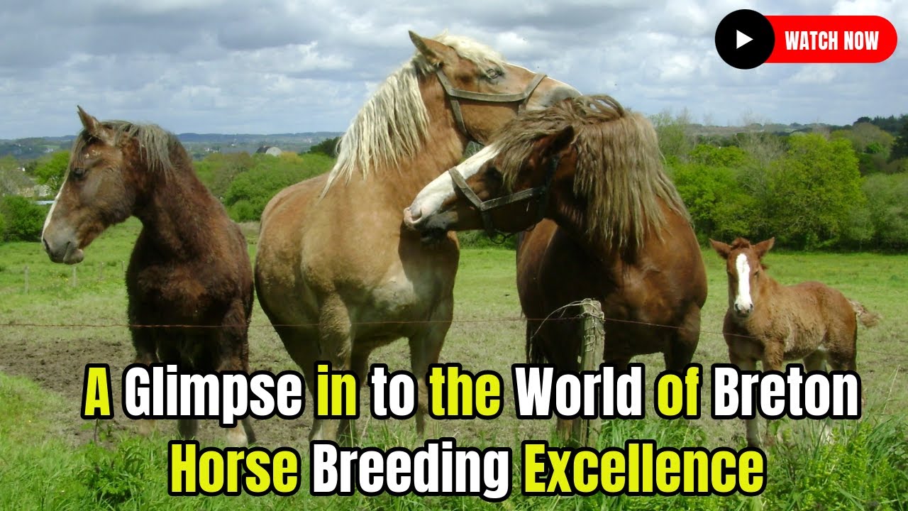 Breton Beauty: A Glimpse into the World of Breton Horse Breeding Horse Breed #secretanimals