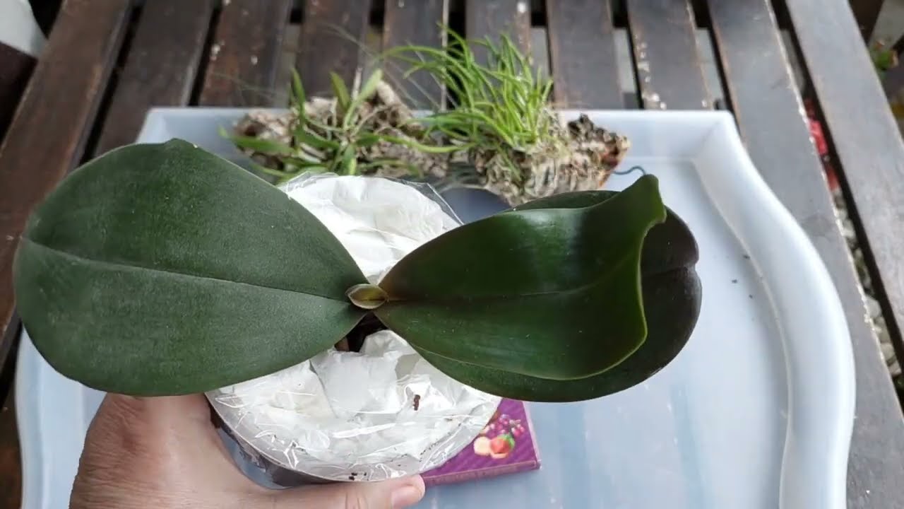 Ковид и Утешительные Подарки от Двух Наталий😍🥰❤️Broughtonia negrilensis