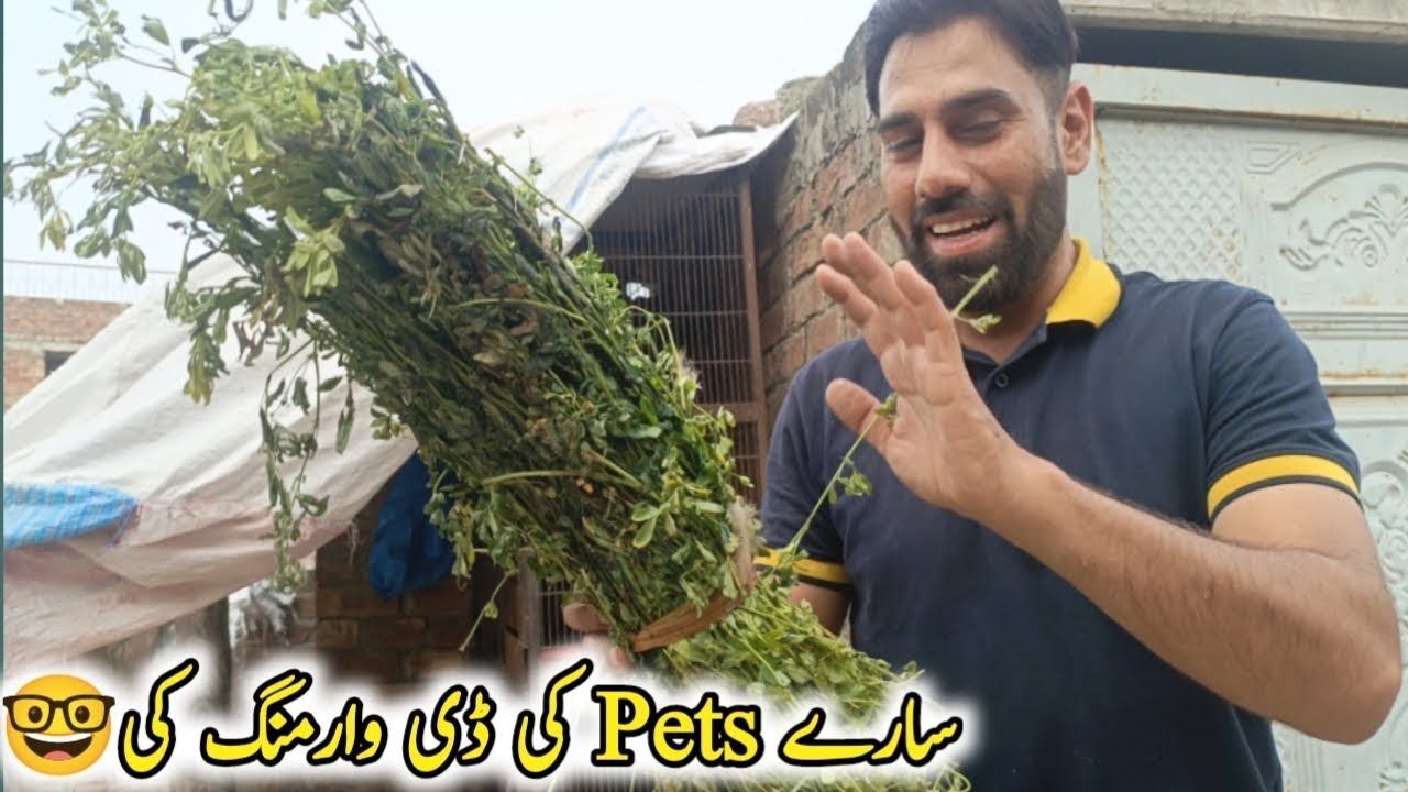 Saary pets ki deworming ki😃,deworming karne ka tarika#paltumastiwithwalli  #petvlogging