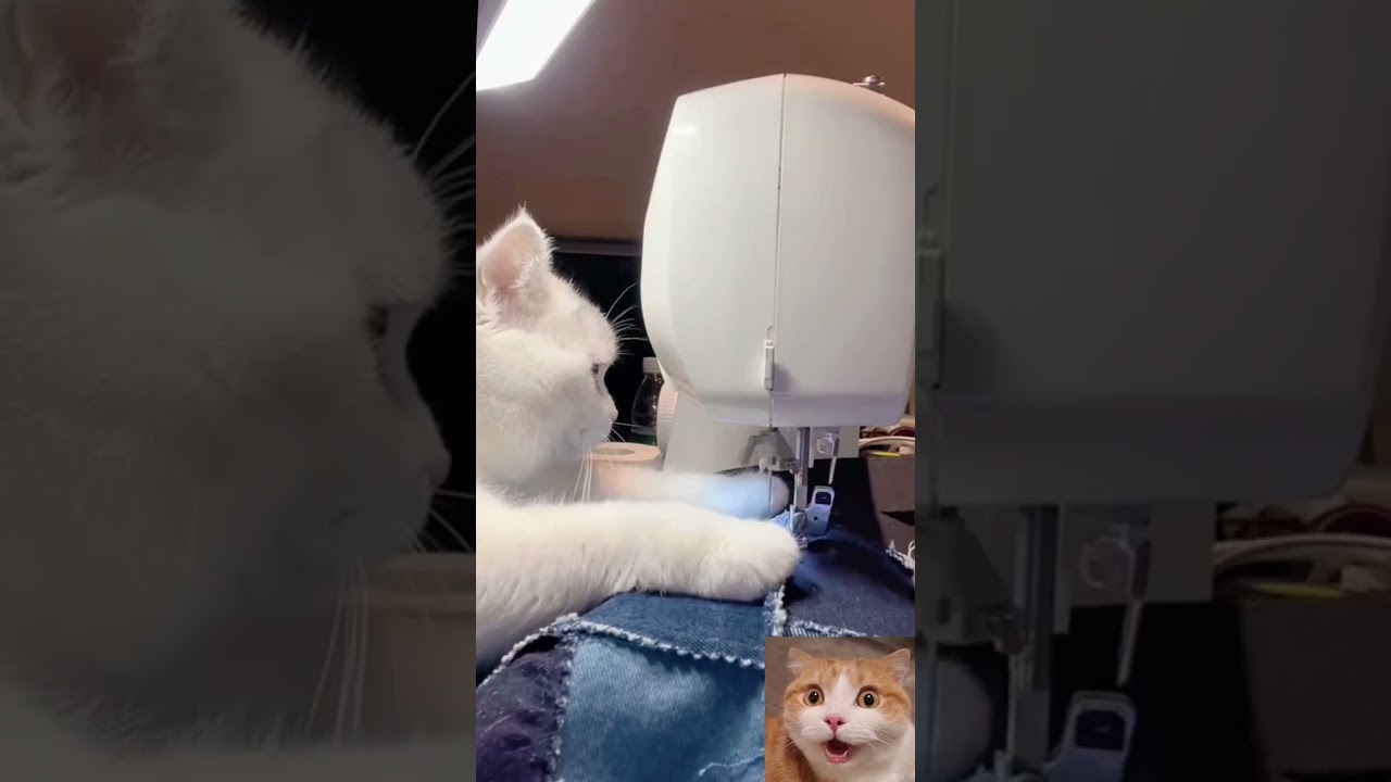 Hilarious Cat Factory: Sewing Machine Shenanigans!