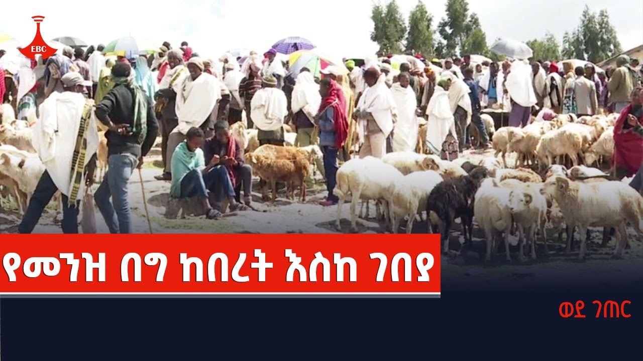 ወደ ገጠር-  የመንዝ በግ ከበረት እስከ ገበያ Etv | Ethiopia | News