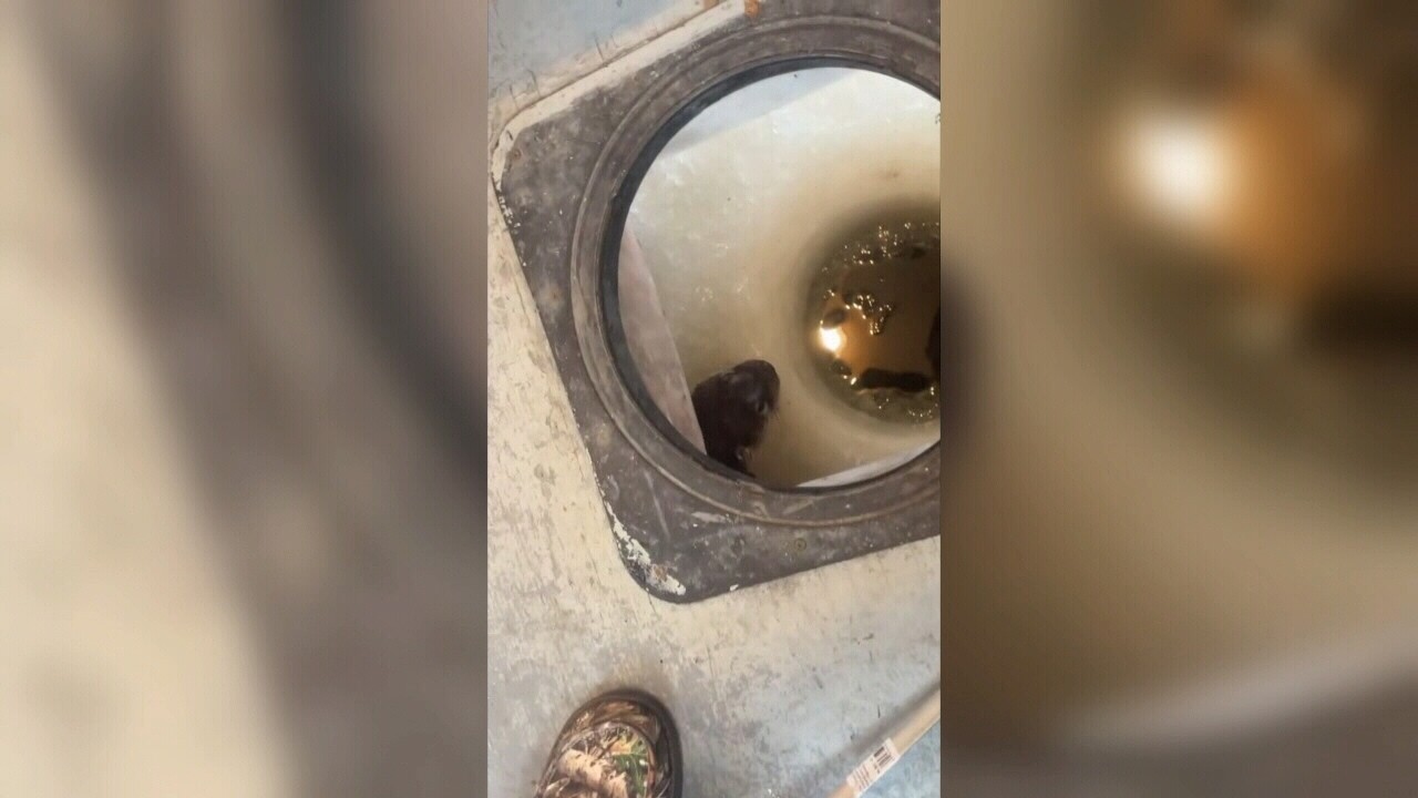 Another area otter encounter goes viral