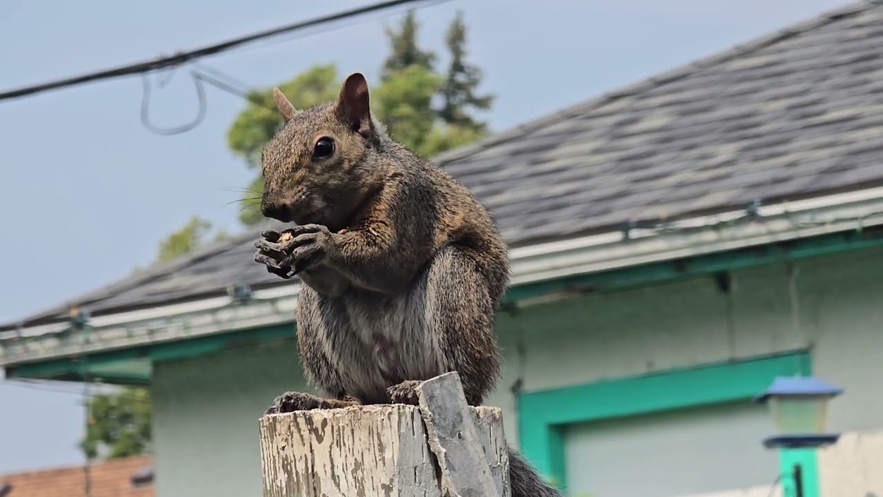 Entertaining assortment of squirrels with bluejays keep coming back for my peanuts. Plenty of action