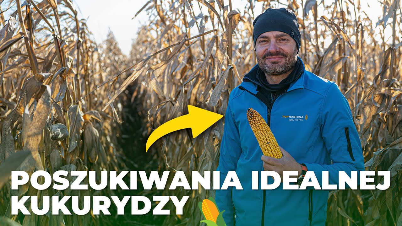 🌽 Żniwa kukurydzy na poletkach doświadczalnych z Top Nasiona 🌱 | 💡 Rolnik Na Czasie 💡