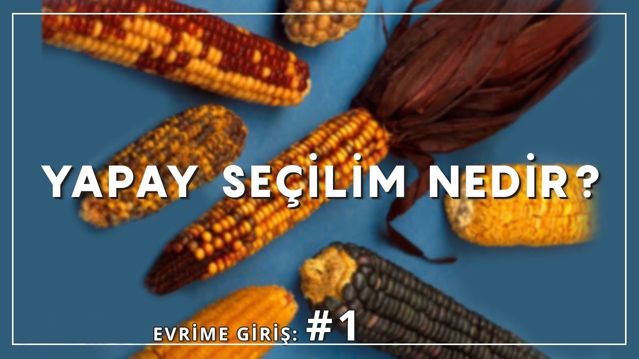 Yapay Se&ccedil;ilim Nedir? | Evrime Giriş #1