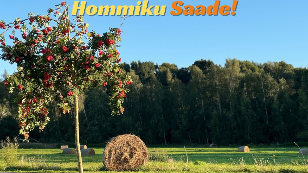 🔴Hommiku saade oktoober