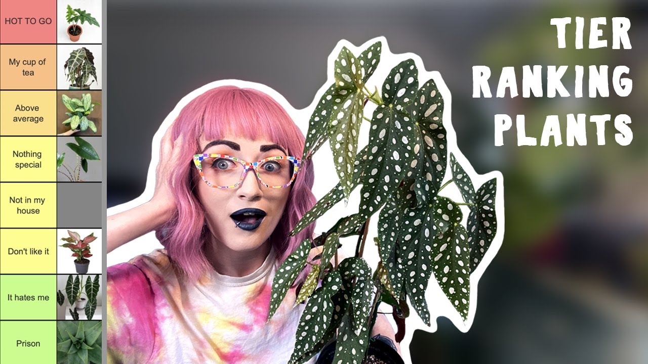 tier ranking popular houseplants (indoor plants tier list)