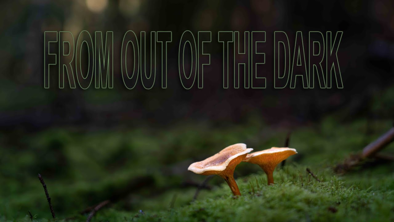 from out of the dark - WOODLAND PHOTOGRAPHY