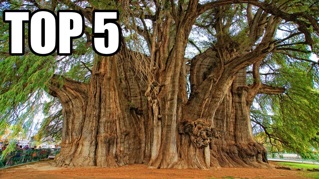 TOP 5 - Největ&scaron;&iacute;ch stromů světa