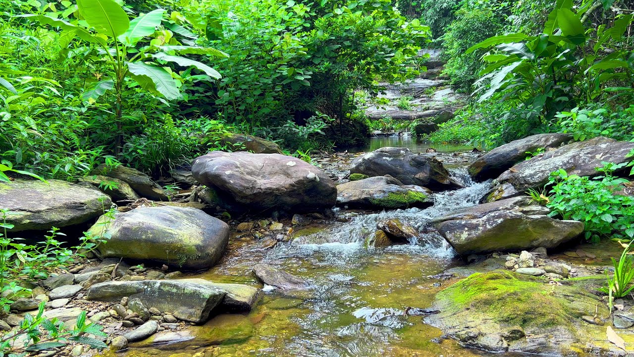 Forest Stream and Birdsong Ambience, Soothing Nature Sounds, Relaxing Sounds for Relaxation