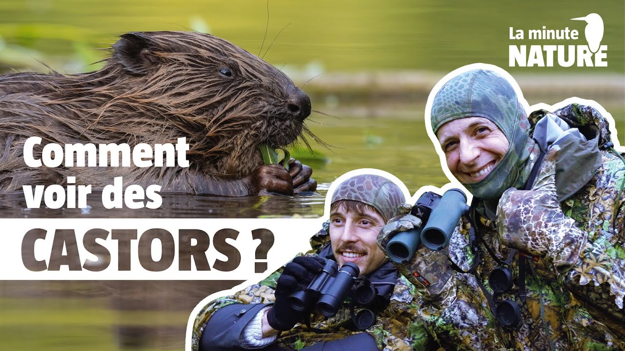 Mes conseils pour observer des castors avec @La vie partout  (No 381)