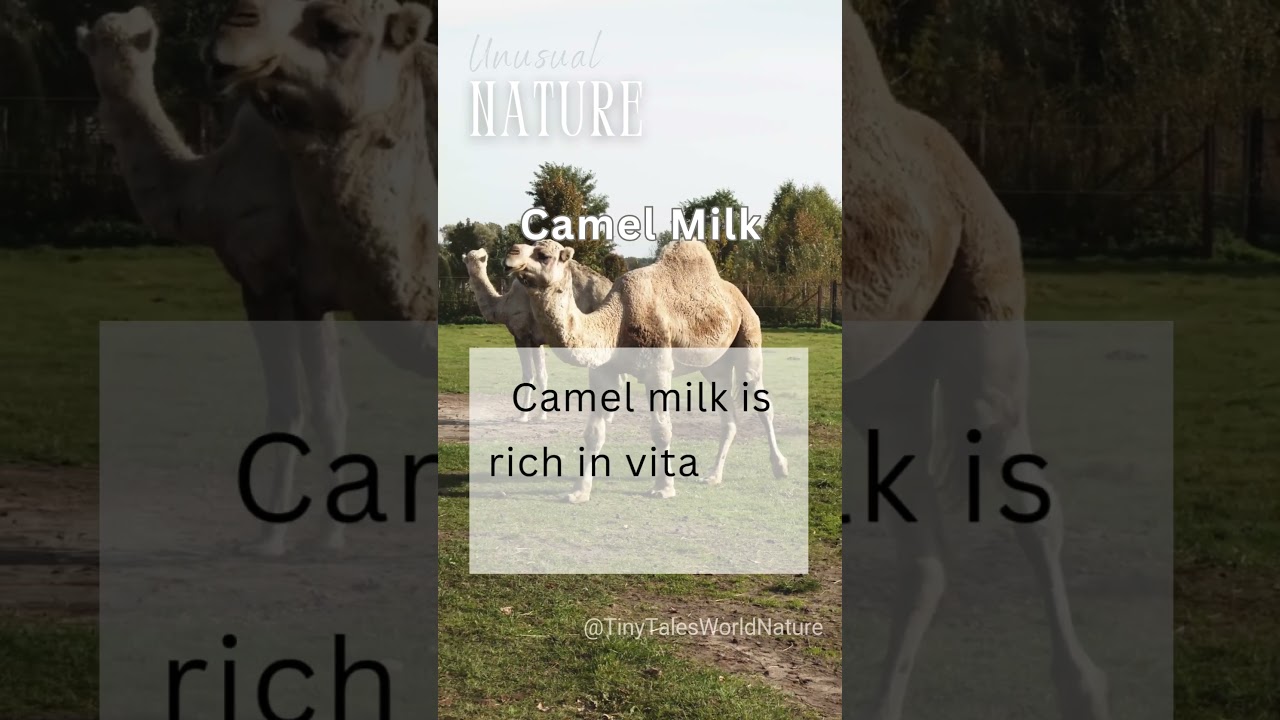 🧴 Camel Milk: Nature&rsquo;s Super Drink! 🏜️ #CamelMilk #Superfood #HealthyLiving #DesertSecrets
