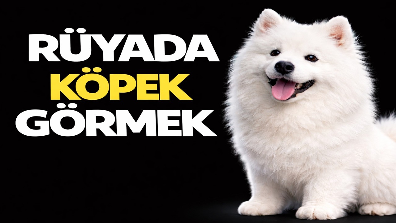 Rüyada Köpek Görmek | İbnü'l Arabi, İbn'i Sirin, İmam Nablusi, İbn'i Şahin