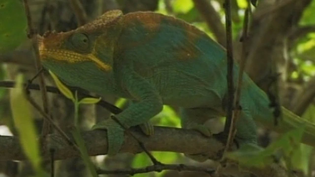 KAMELEON - Encyklopedia zwierząt dla dzieci | filmy edukacyjne po polsku