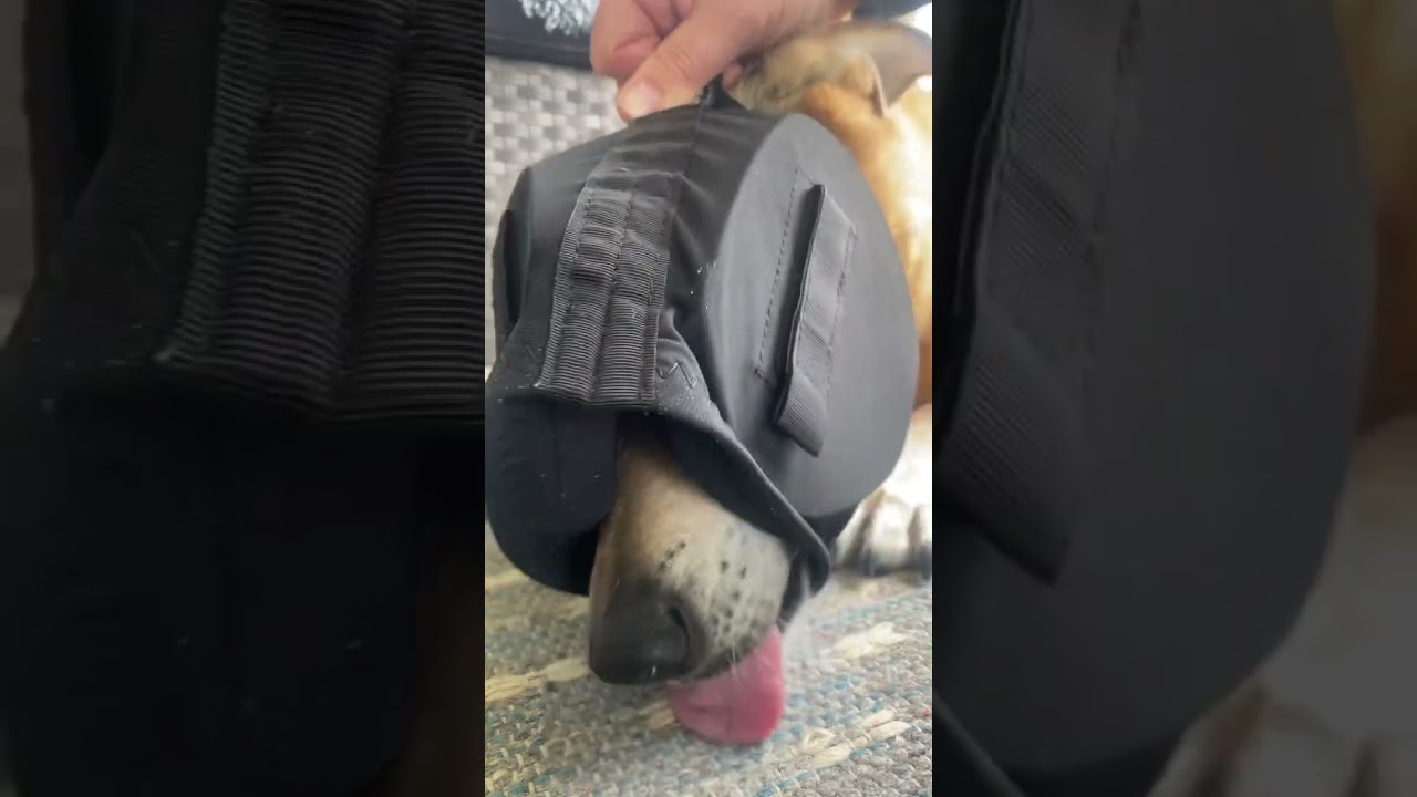 Svårighet med Hörselskydd för hund