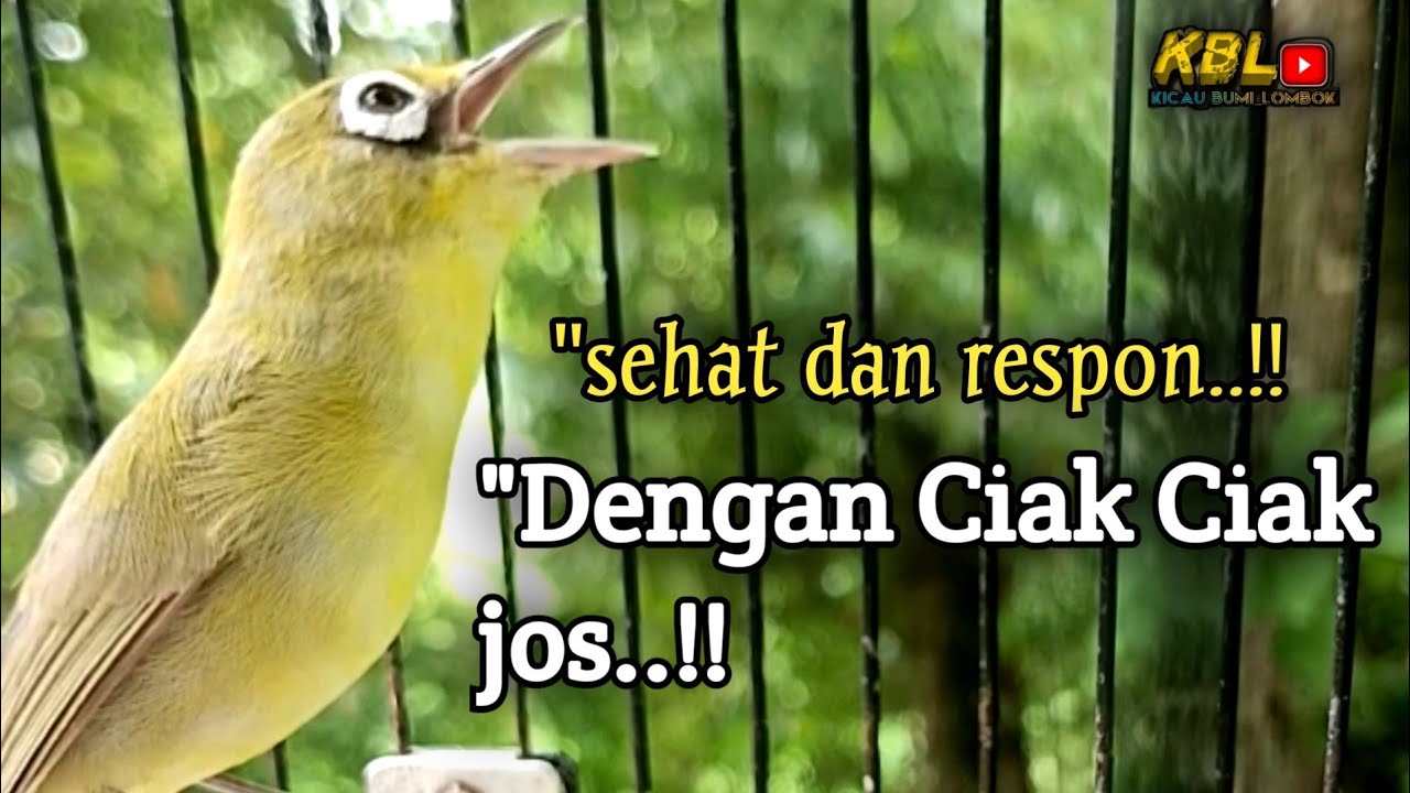 CIAK CIAK JOSS KECIAL KUNING AMPUH||PANCINGAN KECIAL MALAS BUNYI||