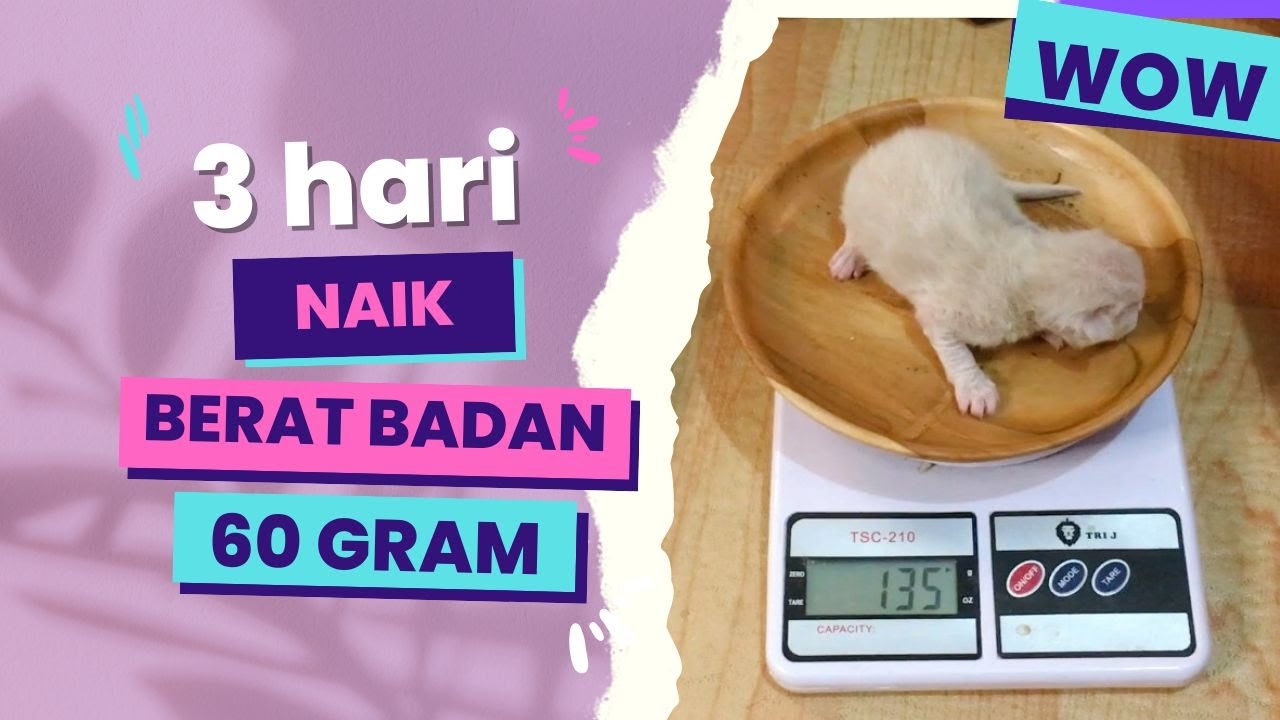 Anak Kucing Ragdoll Umur 3 Hari | Gembul Banget