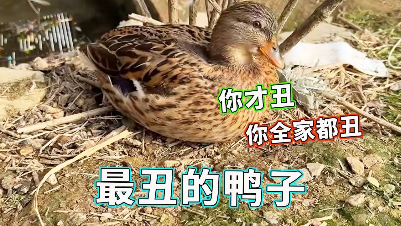 这大概是天哥院里最丑的鸭子了吧！鸭子：你才丑！你全家都丑！【天下一场梦】