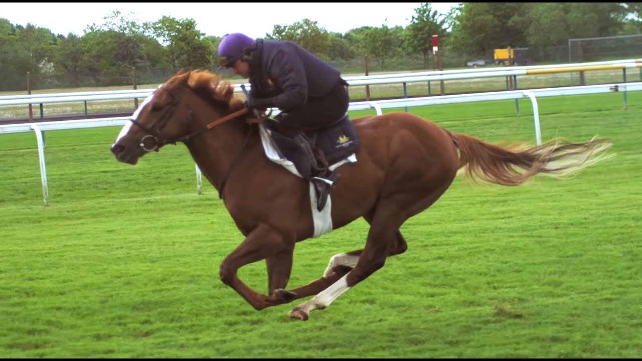 Ultimate Horsepower in Super Slow Motion | BBC Earth Unplugged