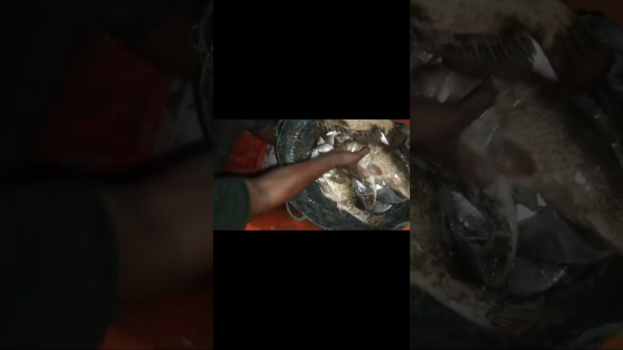 Kumari fishing