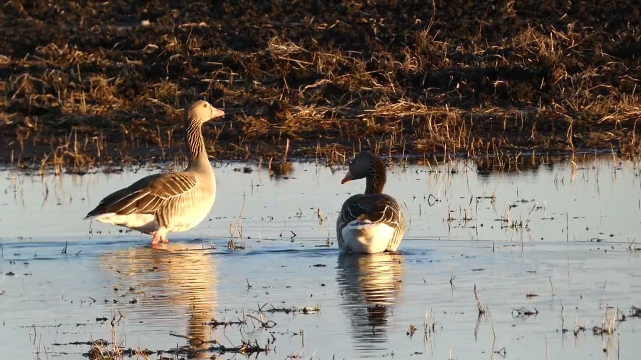 Greylag Goose  / Anser anser / Pilkoji žąsis / Cерый гусь