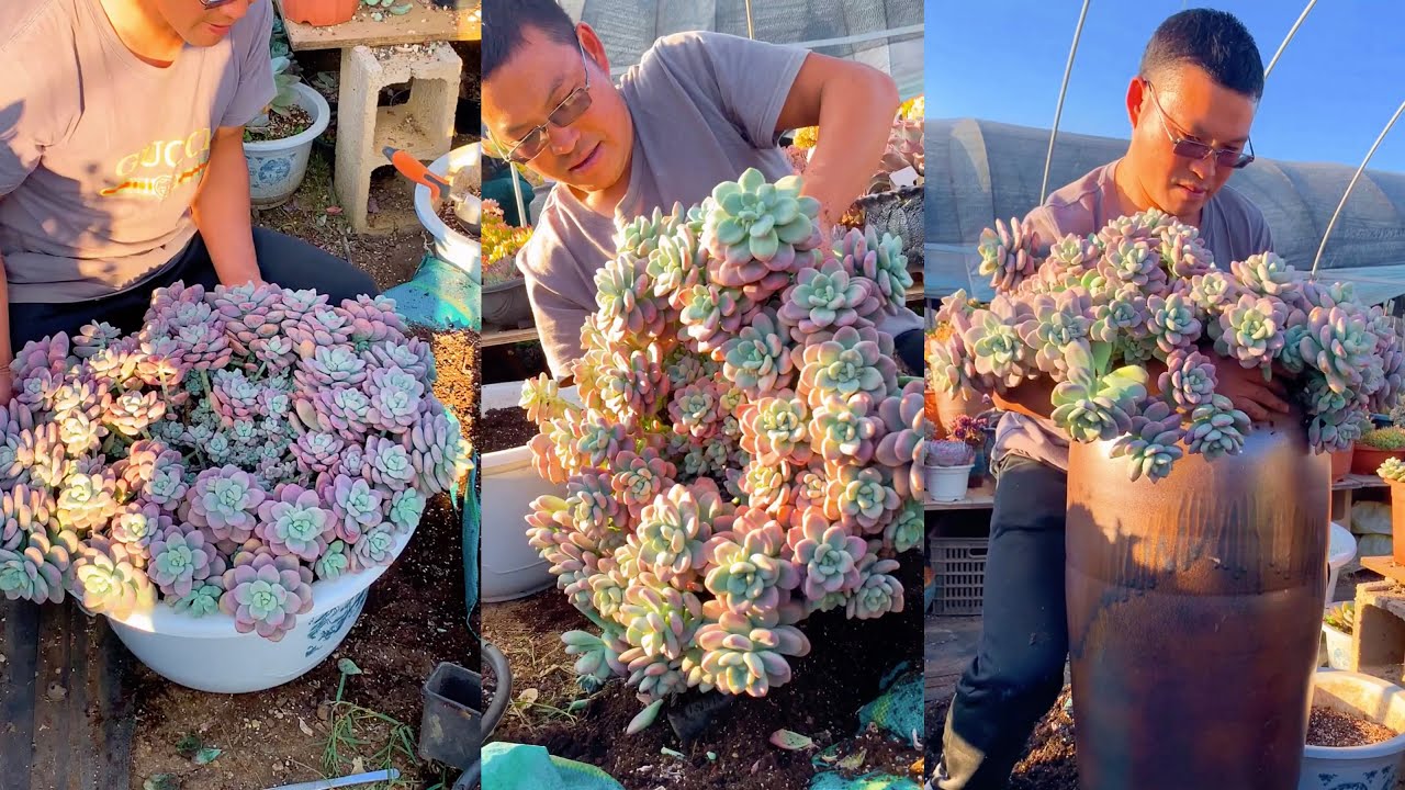How I Repot My Big Succulents | 多肉植物 | 다육이들 | Suculentas