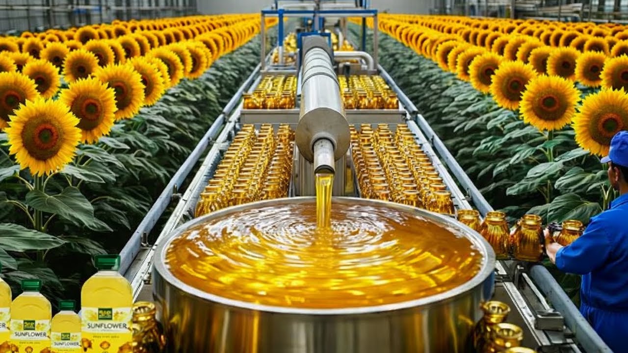 How Sunflower Oil Is Made - Amazing Harvest of Billions Pounds of Sunflowers