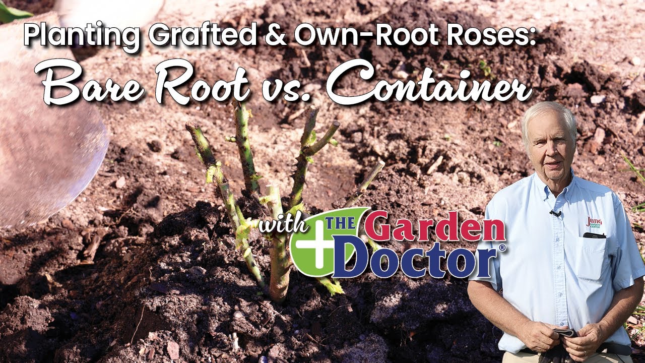 Planting Grafted & Own-Root Roses: Bare Root vs. Container
