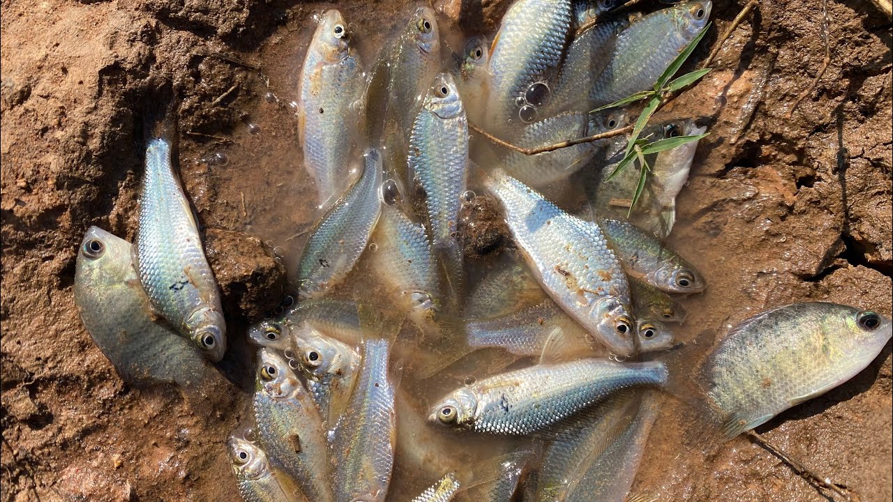 Capture fish amazing 🐟🌿 Observe aquatic insects in rural frog, shrimp, crab, fish #amazing #fishing 
