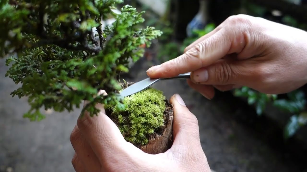 Bonsai diary    ♯126「How to a make Bonsai art #2」Japanese cypress　素材(津山ヒノキ)