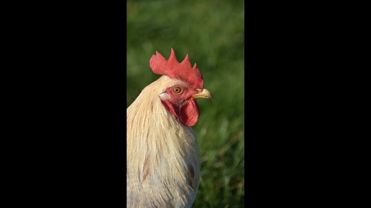 Richard Smith - Keeping Chickens and Agroforestry