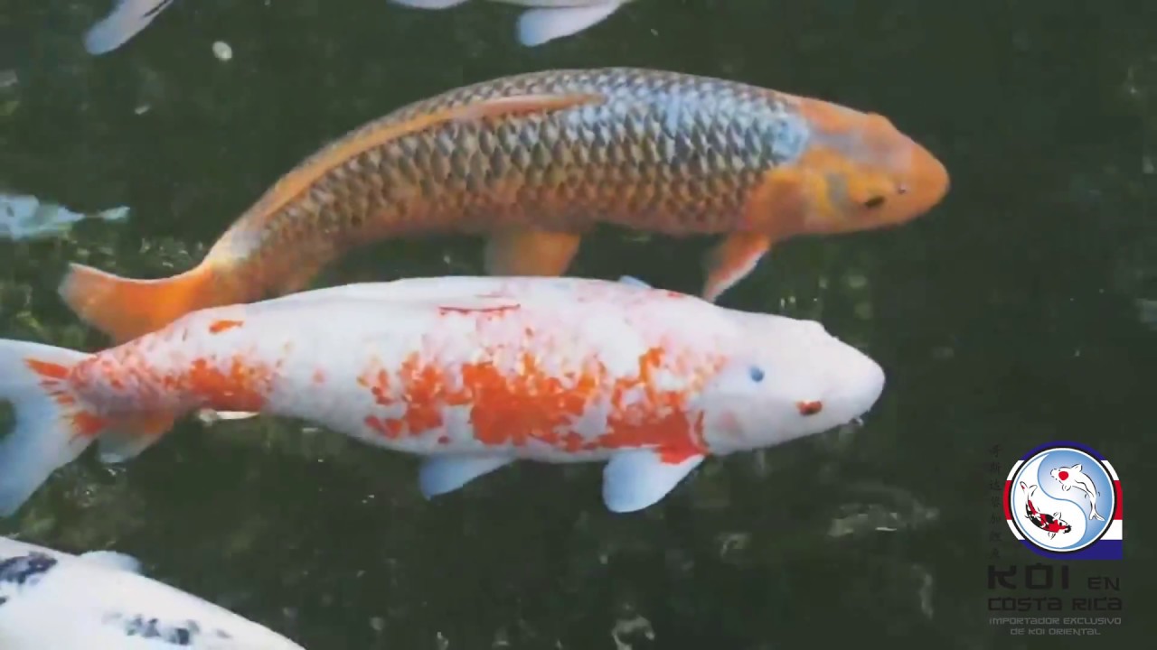 La Verdadera historia de Hanako El Koi que Vivió 226 Años en Japón 🇯🇵