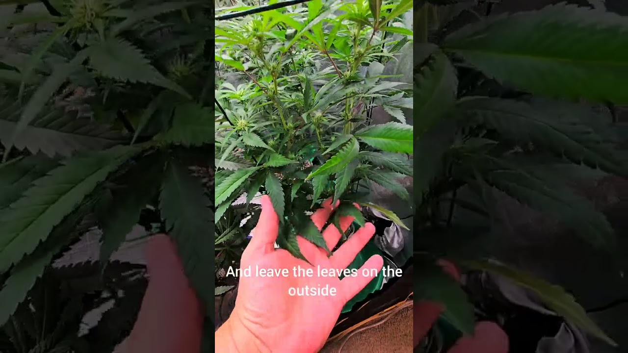 Update on my cannabis grow! 10/18/2024