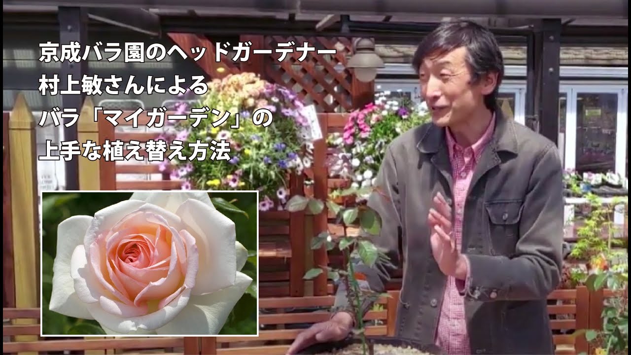 バラ「マイガーデン」の上手な植え替え方法／京成バラ園ヘッドガーデナー　村上敏さん