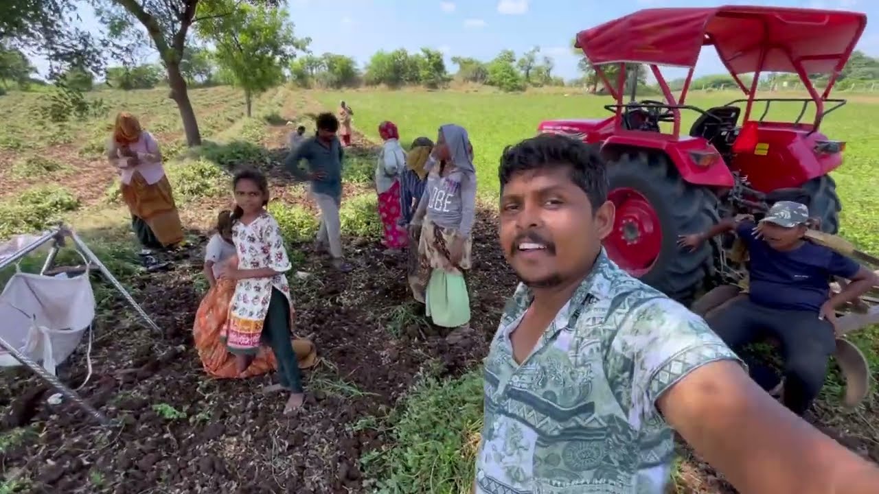 A Day Life Of Indian Farmers | Peanut Harvesting | Village Life In Gujarat, India