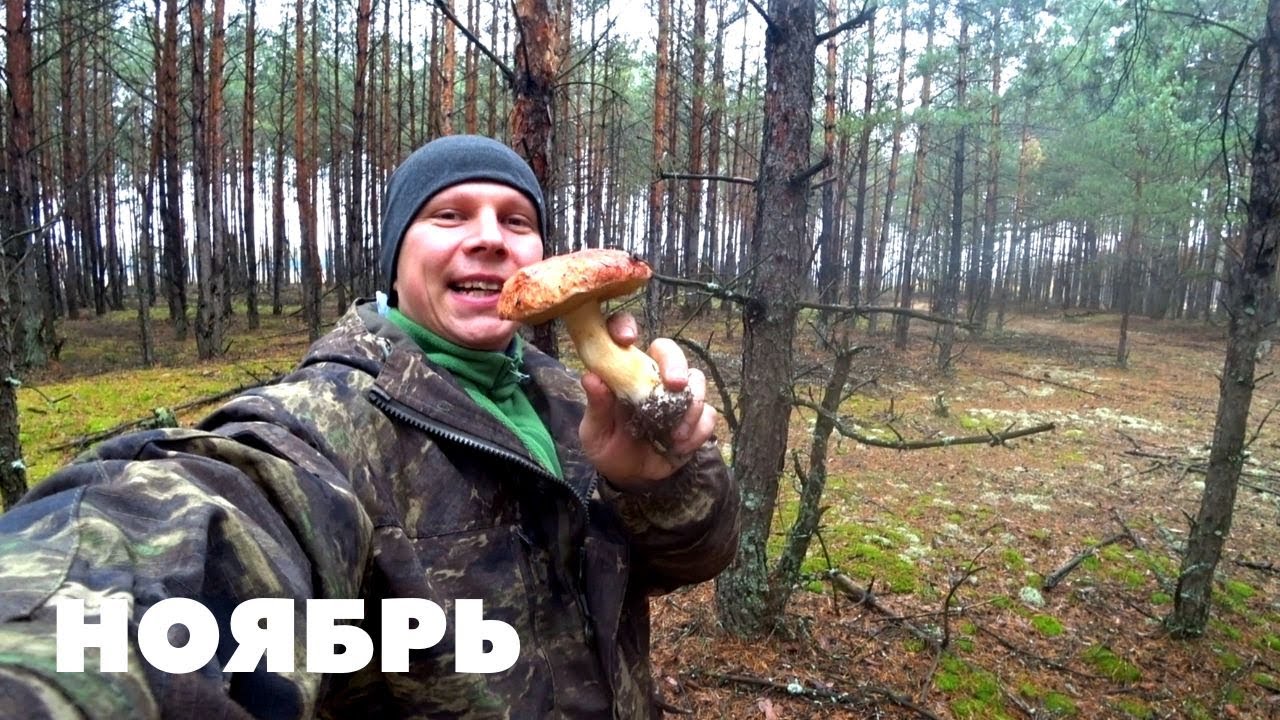 ХОЛОД, А ОНИ ПРУТ! Белые грибы,польские,маслята,зеленки и подзеленки! Беларусь.ЧАСТЬ №1