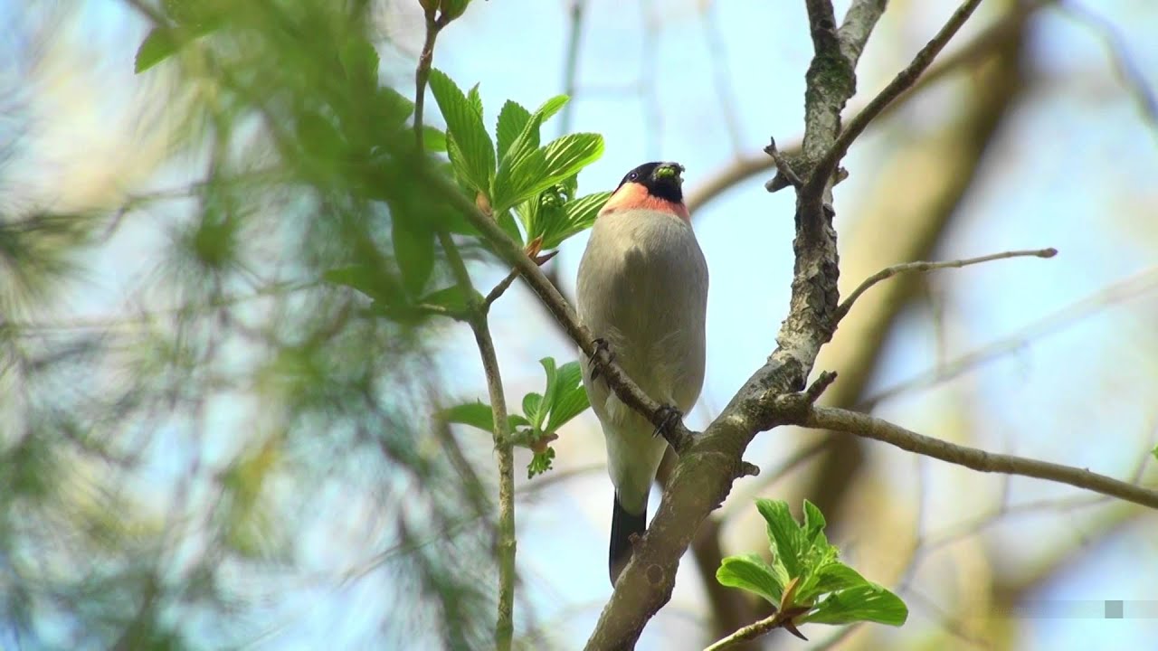 ウソ（2）鳴き声（秋ヶ瀬公園） - Eurasian Bullfinch - Wild Bird - 野鳥 動画図鑑