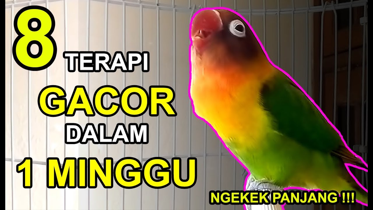 Cuma 1 Minggu! 8 Terapi Lovebird Biar Gacor dan Ngekek Panjang