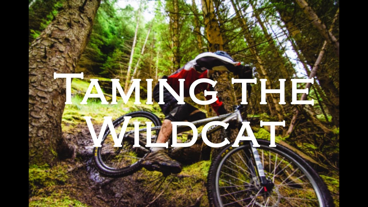 Taming the Wildcat