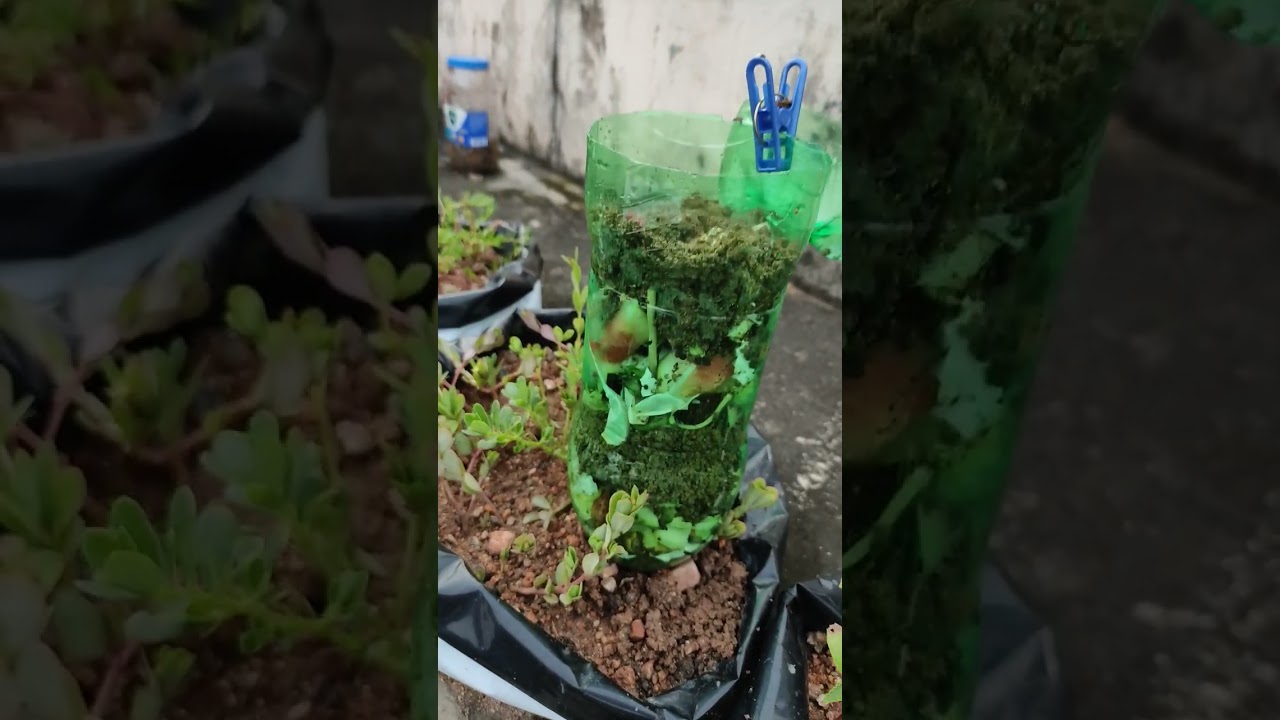 How to make compost from kitchen waste in 10 days | Compost in plastic bottle