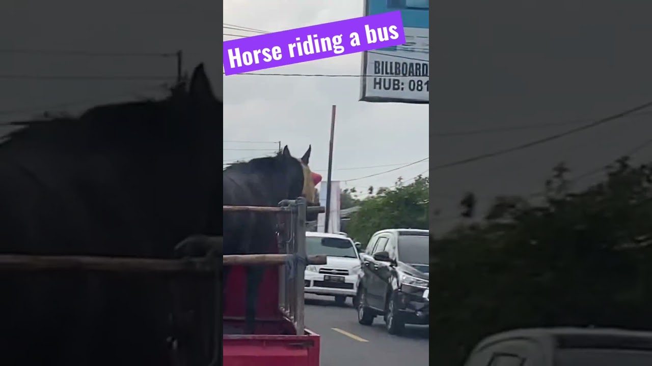 why horses always wear glasses? 🐎