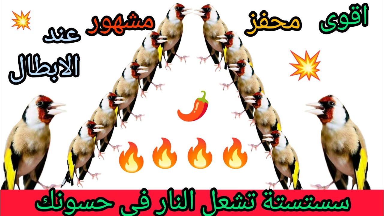 لا تهمل طائرك الحسون بتبتات وستستات خرافية تجعل حسونك يرقص 🔥 ويتخذ وضعية التزاوج وبني الاعشاش 🌶️💯/💯