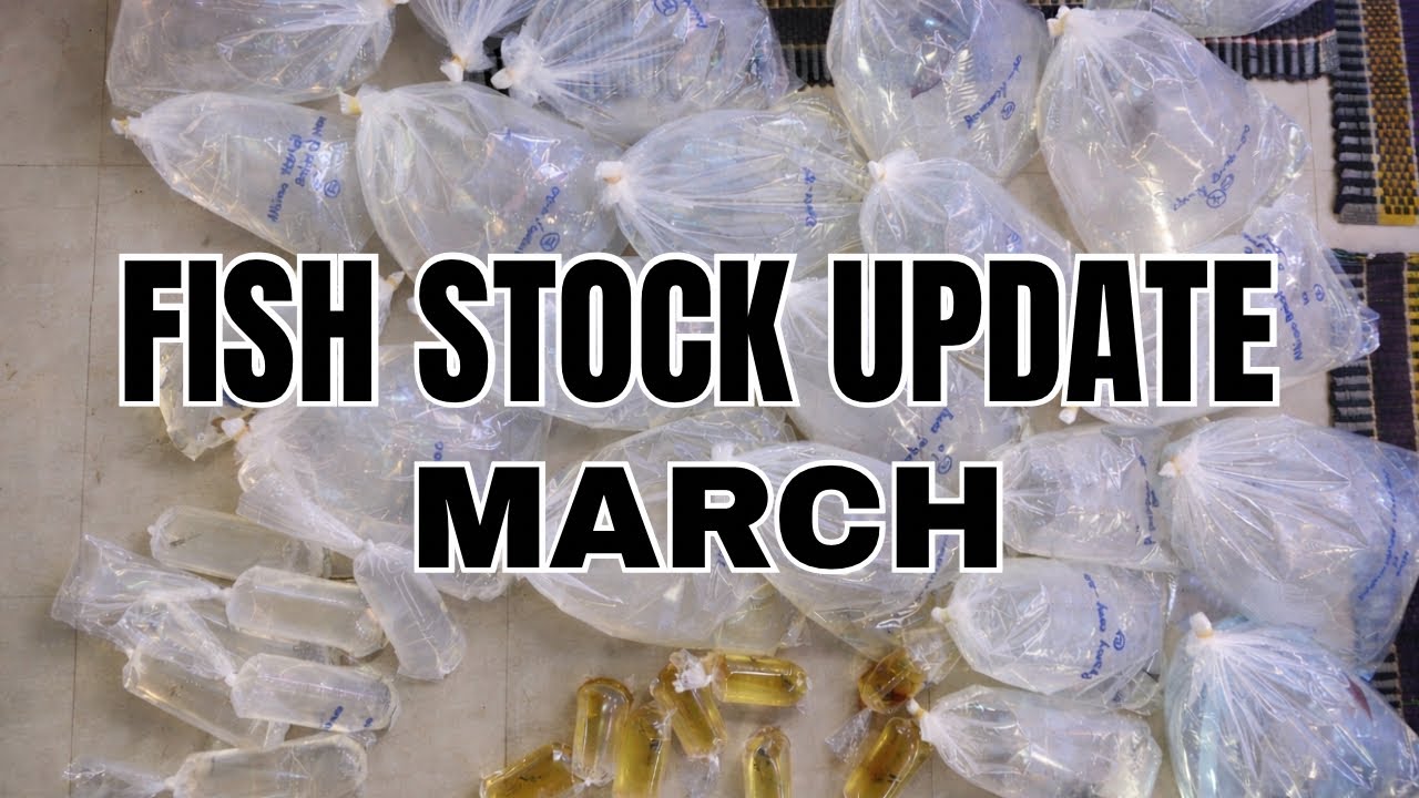 New Fish Stock Unboxing 🐟 | March Aquarium Fish Update + Koi Orders