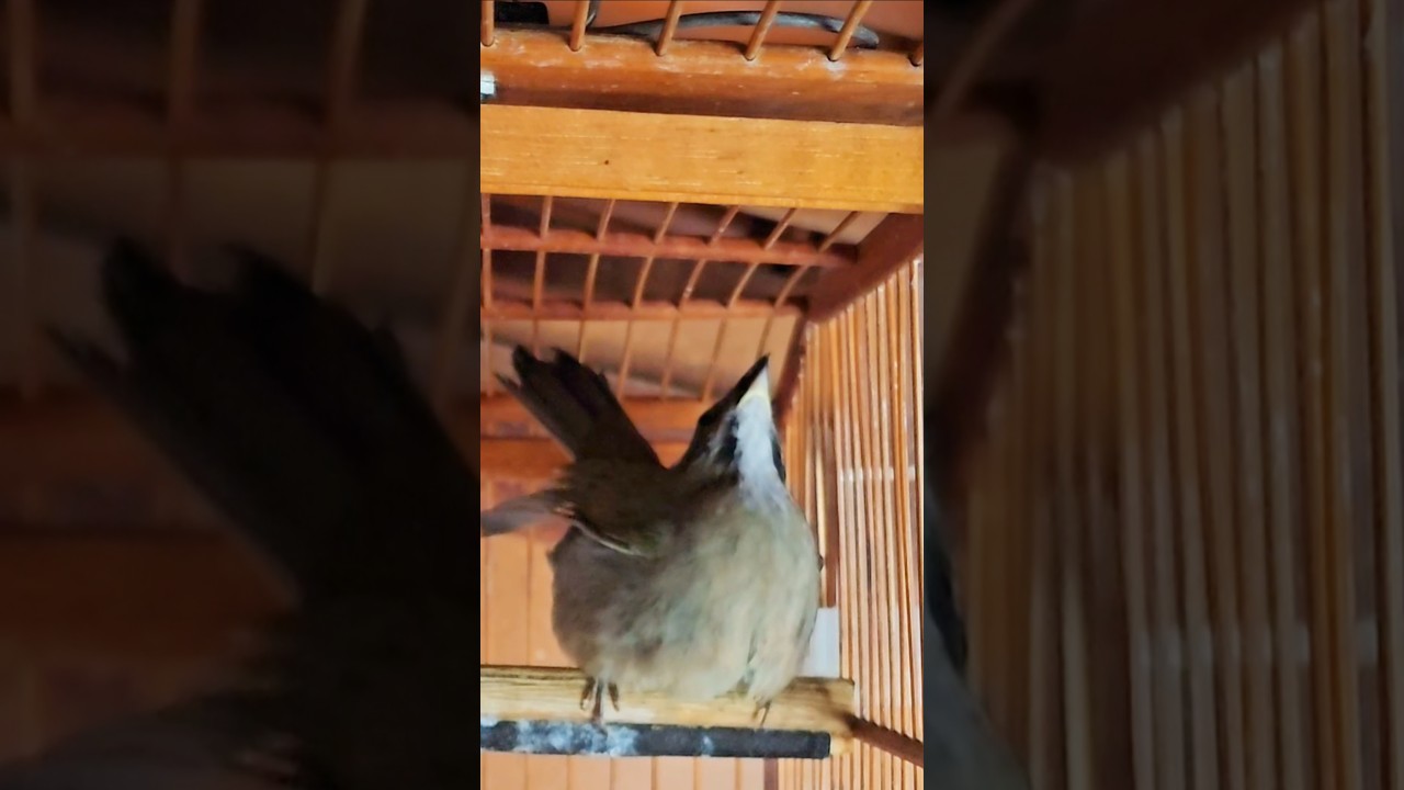 F&Ecirc;MEA DE TRINCA-FERRO MUITO TOP ESQUENTANDO QUALQUER TRINCA-FERRO NA HORA #shorts