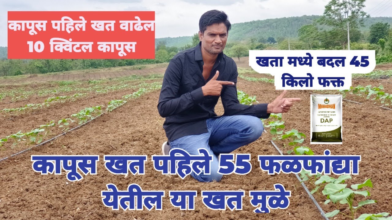 कापूस खत पहिले कोणते व कधी द्यावे! पाऊस नाही वेळेवर नियोजनात बदल! 45 किलो खत खालून फांद्या येतील