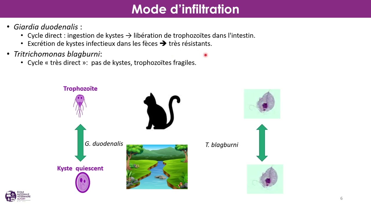 Symposium LOOF & Santé - partie 6 - Différencier Giardiose et Tritrichomonose et les traiter